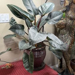 Live Large Congo Rojo Philodendron Plant With Ceramic Pot(Please Read Full Description)