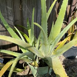 Aloe Plants