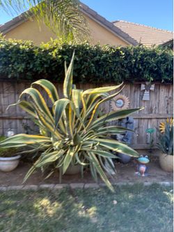 Mature Agave plant for sale