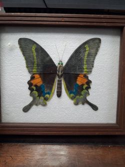 Framed artwork Butterfly displayed in a Shadow Box