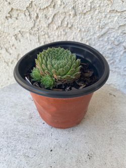 4 Inch Pot Succulent Plant - Sempervivum Arachnoideum - Red Cobweb - Rooted & Established - Drought Resistant 🪴