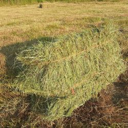 Local HAY 