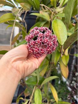 Hoya pubicalyx Sunstress