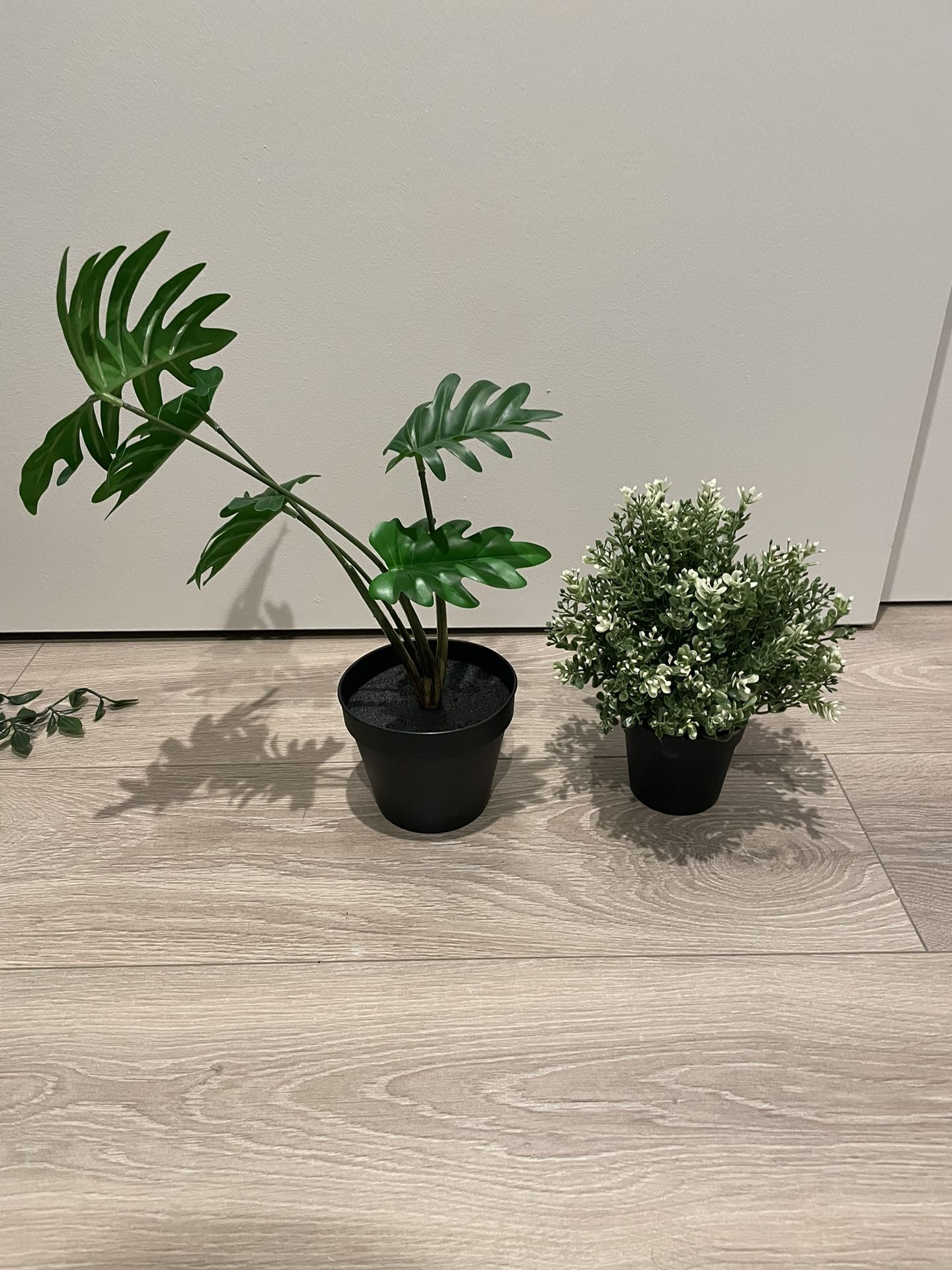 Decorative pot plants 