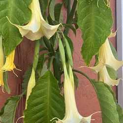 Floripondio (trompeta De Ángel)