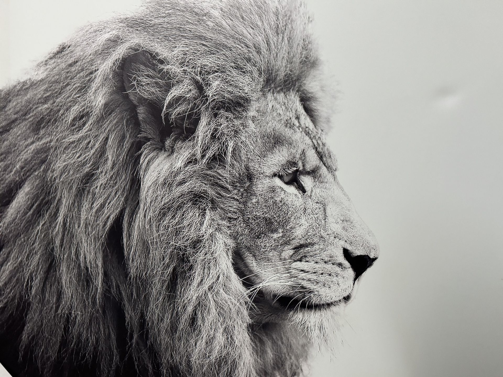 Lion Black And White Print Wall Art