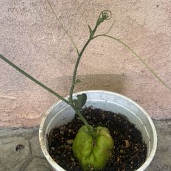 Planta Chayote