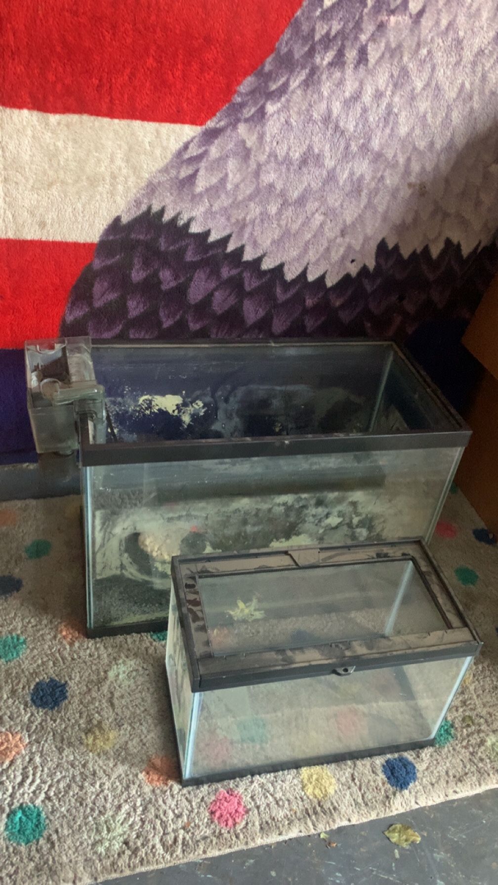 Fish Tank / Lizard Tank!! 20$