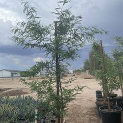  Hybrid Mesquite 25 Gallon $135
