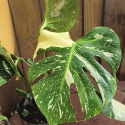 RARE LIVE PLANT 2ft Monstera Deliciosa Thai Constellation variegated Aurea Home