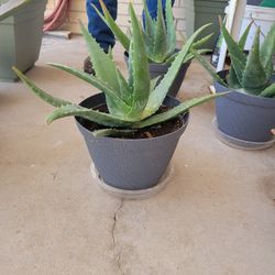 Aloe Plants