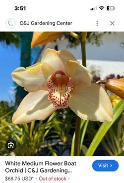 Cymbidium Boat Orchid Plant