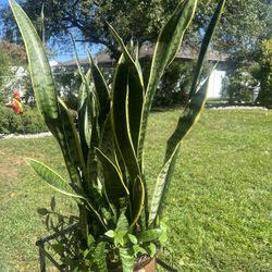 Sneak Plant, Ready To Go Ceramic Pot Only $25.00