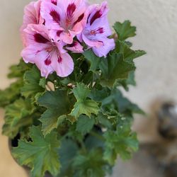 Geranium Washington Blooming Plant, In 1 Gallon Pot Pick Up Only