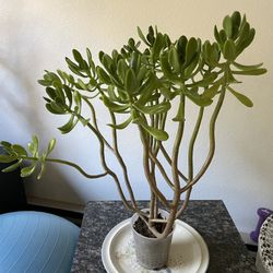 Tree Stonecrop Succulant 