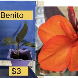 Canna Plant for sale