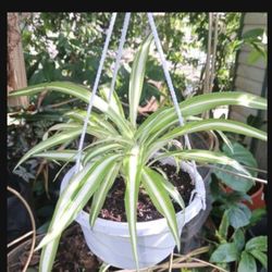 Spider Plants Houseplant Hanging Basket