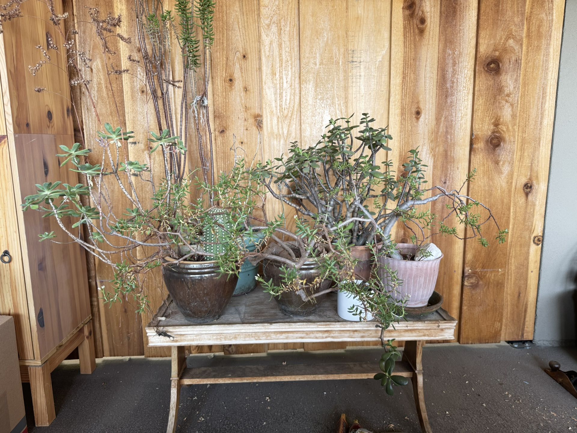 6 Plants In Pots $30! Had Them Over 25 Years