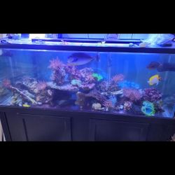 100 Gallon Fish Tank /stand 