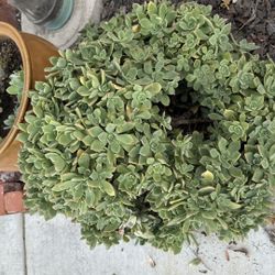 Succulents Pinwheel Aeonium