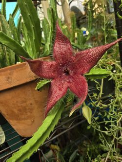 Stapelia Or Star Fish 