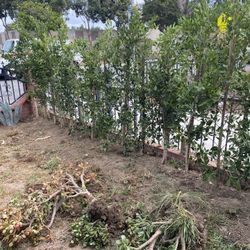 Jardinero