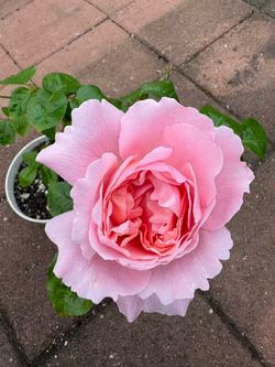 The Strawberry Hill rose plant in 5 gal large pot
