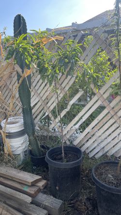 Nectarin Tree