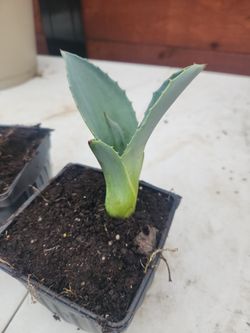 Blue agave pups