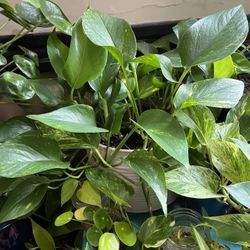 Varias Plantas En Venta , Todas Tienen Diferente Precio .