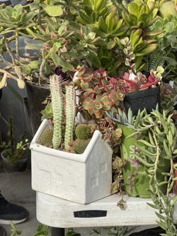 PLANTS FOR SALE !!! 