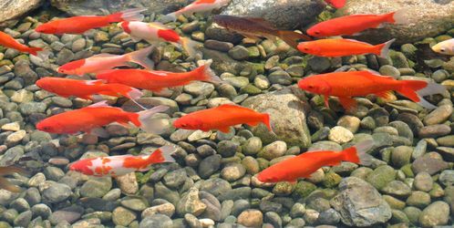 Gold fish