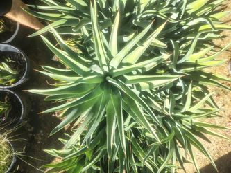 Agave