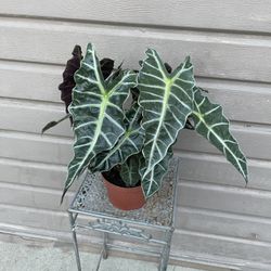 6” alocasia polly