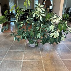            Indoor tree. Cheflera 