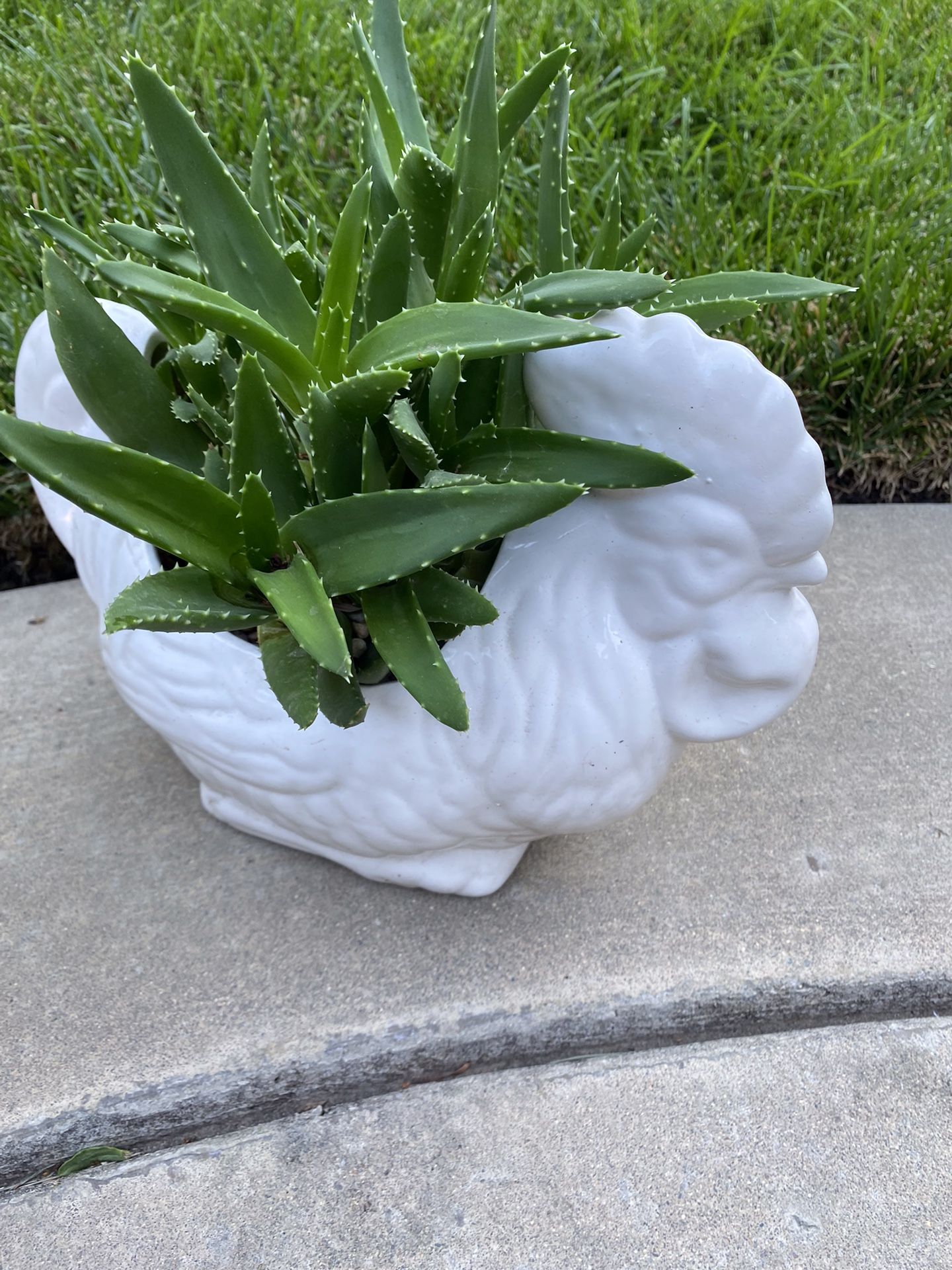 A cute ceramic chicken planter full of tiger tooth aloes