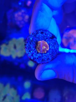 Coral Frag (fake)