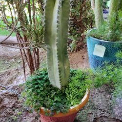 Senita Cactus 2ft Tall