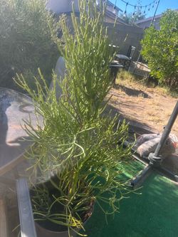 Fire plants