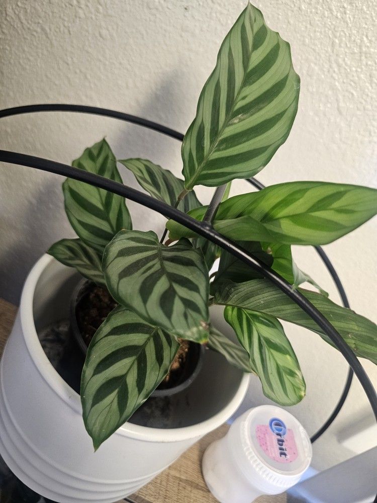 Prayer Plant