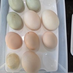 Duck And Chicken Eggs