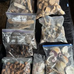Arts & Crafts Driftwood and Shells 