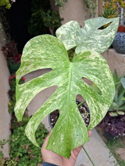 Monstera WHITE MONSTER Plant $75