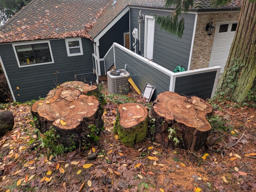 Free Maple Logs Firewood