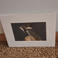 Belted Kingfisher (signed by artist)