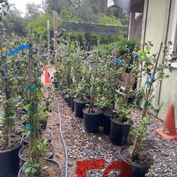 Blueberry Plants 