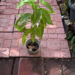 Guinep Tree