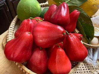 Wax Apple Fruit Tree