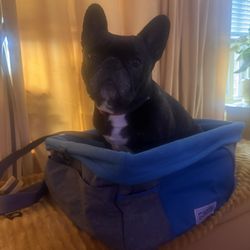 Kurgo “The Heather Booster” car seat For Dogs 
