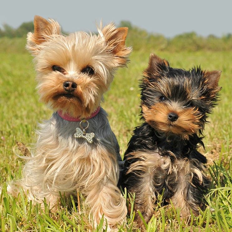 Busco quien venda perritos pequeños y q no suelten mucho pelo